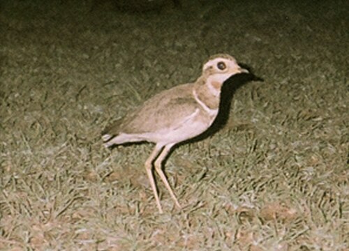 Jerdon's courser